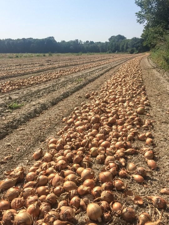 Cebollas en Río Negro. El riego por goteo está revolucionando la producción. Foto: gentileza INTA.