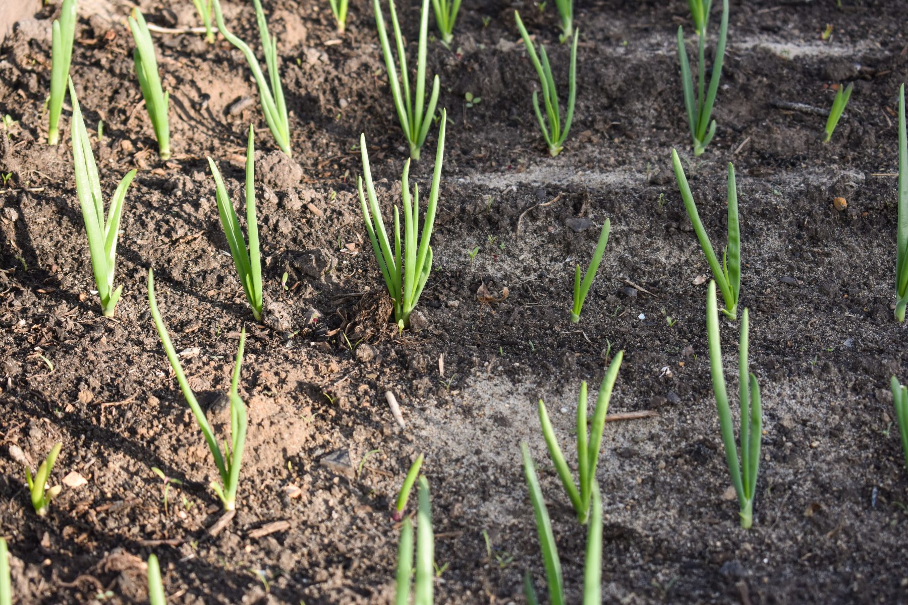 El cultivo que crece en Río Negro. Foto: gentileza INTA.