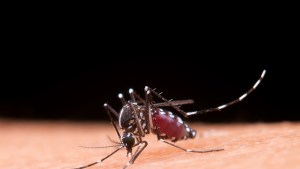 Por qué crece la preocupación por el dengue en Patagonia