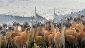 Cómo la esquila de guanacos avanza con éxito bajo estrictos protocolos