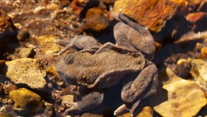 La batalla de los anfibios para sobrevivir frente al cambio climático