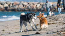 Imagen de Un perro mordió a un vendedor ambulante en Las Grutas: no se permite ingresar con mascotas a la playa