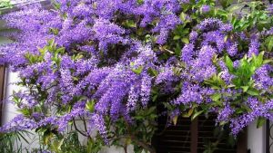 La planta trepadora similar a la glisina, pero mucho más fácil de cuidar