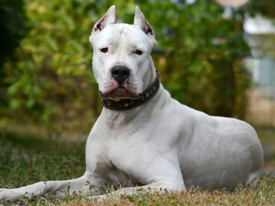 Brutal ataque de un dogo en Cutral Co.