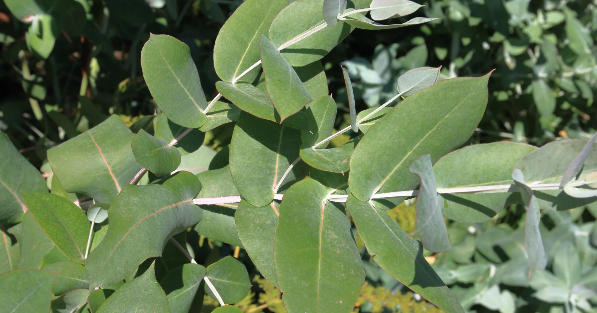 Esta planta está en todos lados: alivia dolores musculares y mejora la salud respiratoria