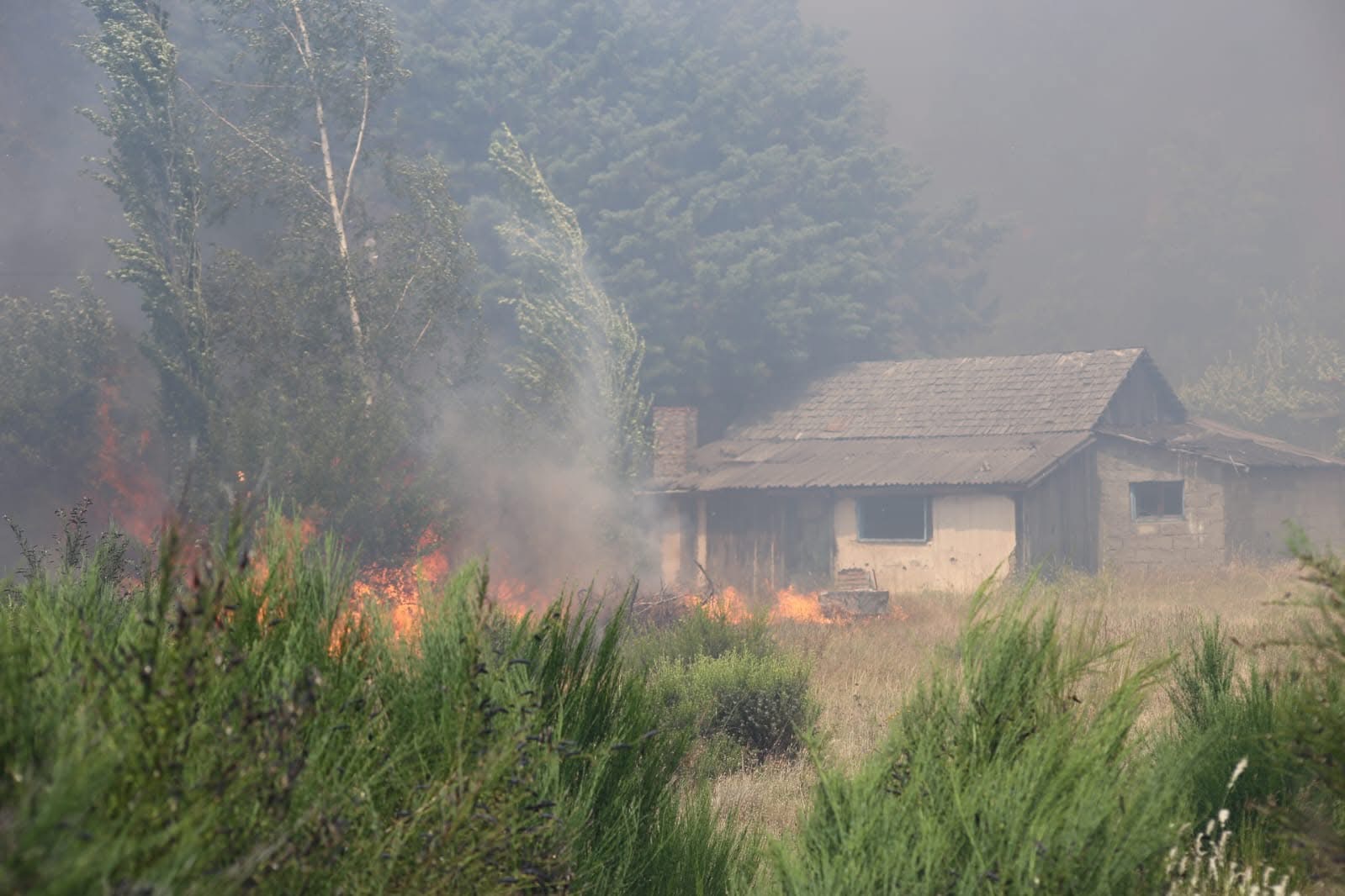 El incendio arrancó en un área de pinos y se propagó rápidamente. Foto: gentileza Walter Flores