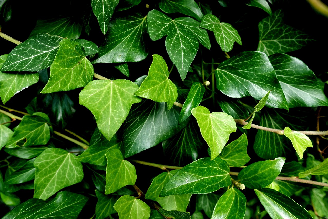 La poda debe realizarse preferentemente en primavera u otoño, eliminando ramas muertas o descontroladas.