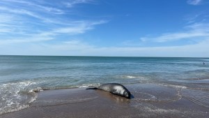 Video | Sorpresa en Las Grutas: un lobo marino apareció en la costa y cautivó a los turistas