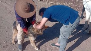 Sergio, el veterinario que revisó a más de 150 perros en la trashumancia en Neuquén: «son guías que acompañan al criancero»