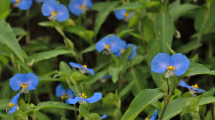 Imagen de La planta trepadora más fácil de cuidar: mirá todos los colores que puede tener