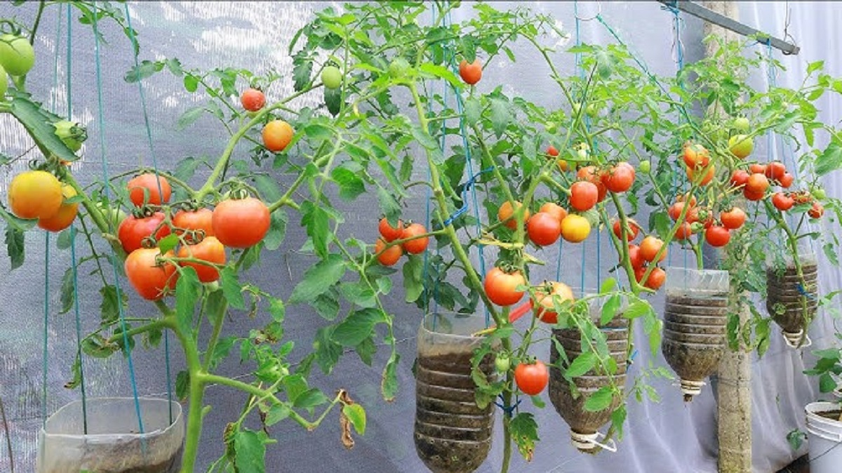 El cultivo de tomates en botellas colgantes es especialmente recomendable para quienes viven en casas sin patio. 