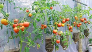 ¿Poco espacio?: así podés cultivar tomates en botellas de plástico colgantes