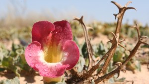 Una planta ayuda a aliviar el dolor de la artrosis y es un poderoso antiinflamatorio