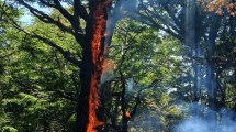 Imagen de Incendios en la Patagonia, en vivo: impresionantes números en el parque Lanín, donde hubo algo de lluvia y repliegue por el viento