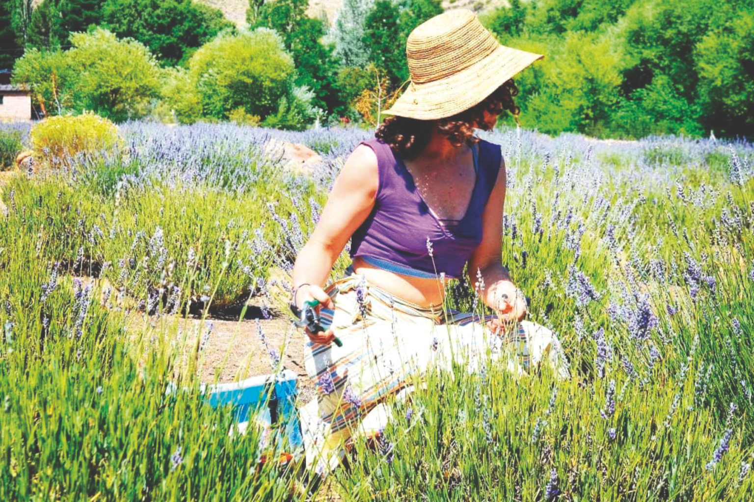 Tiempo de cosecha en el campo de lavanda de Villa Llanquín: aromas, color y sonidos