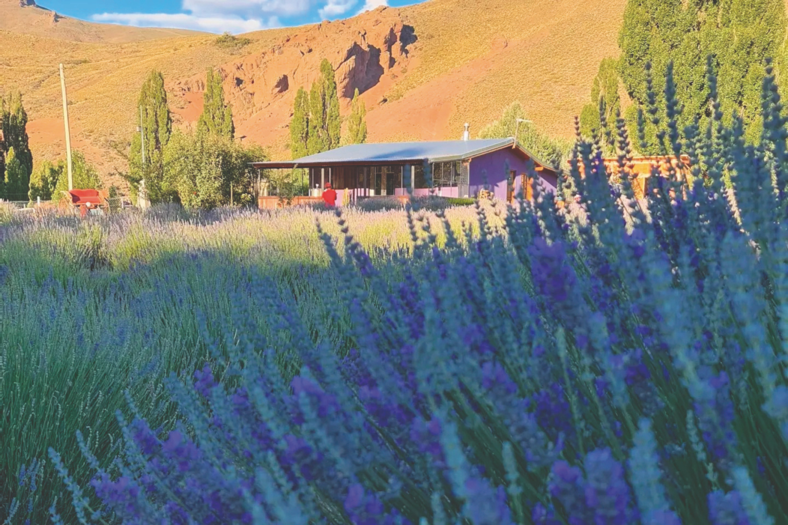 Tiempo de cosecha en el campo de lavanda de Villa Llanquín: aromas, color y sonidos