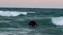 Video image | Las Grutas: they took the cow that came floating from the sea and caused a stir on the Costa Rionegrina