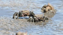 Imagen de El banquete de los cangrejos: en una playa de la Patagonia lo sorprendió la magia de la naturaleza