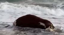 Video image | Las Grutas: A lifted cow floating in the sea scared tourists this Saturday