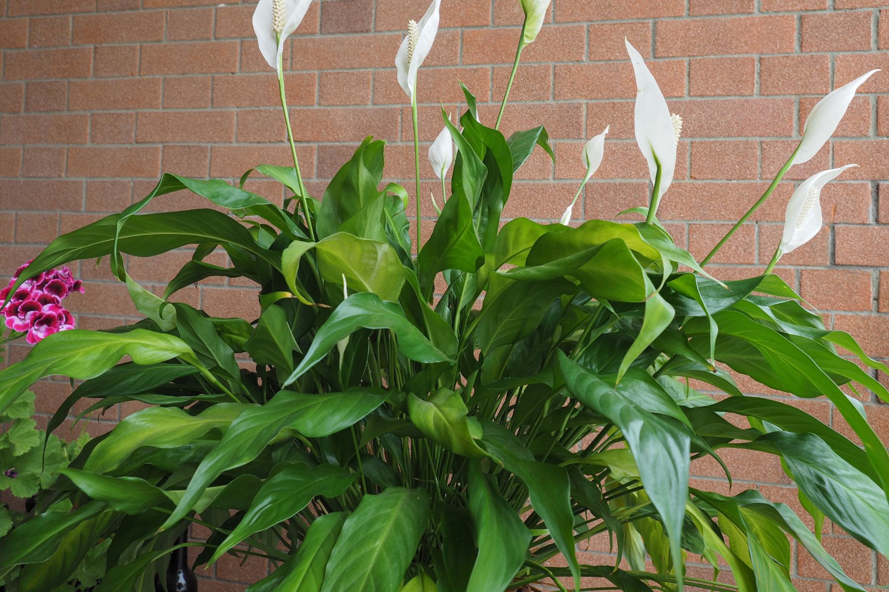 El top 10 de plantas arbustivas que no necesitan mucho riego y son muy fáciles de cuidar