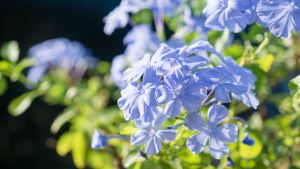 La planta arbustiva que crece en otoño: fácil de cuidar, produce flores azuladas y es muy ornamental