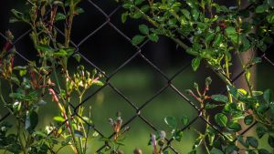 Cinco plantas trepadoras mejores que el crataegus para cercos vivos frondosos y de bajo mantenimiento