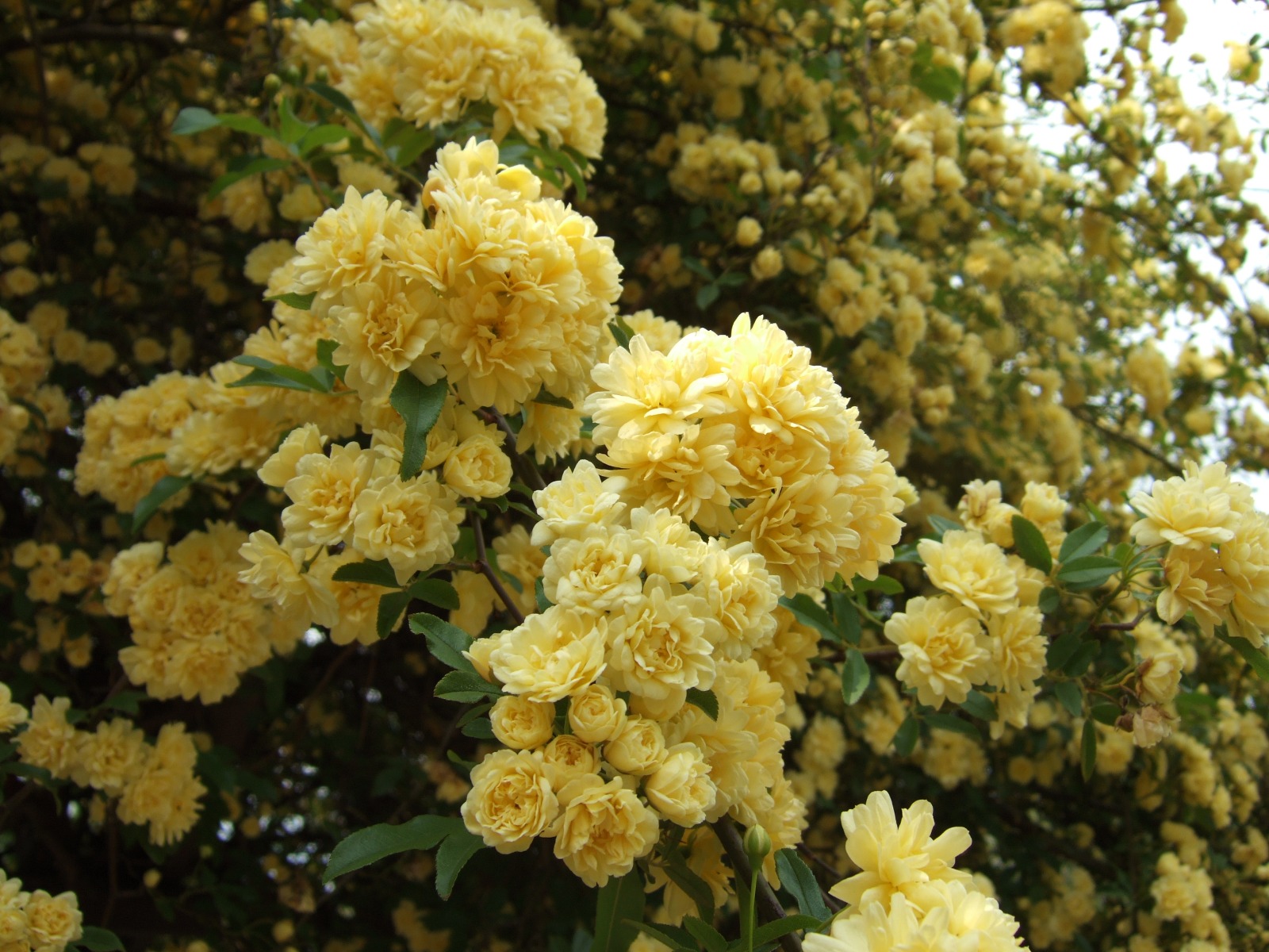 La planta trepadora que deslumbra con flores amarillas todo el año: fácil de cuidar y de rápido crecimiento