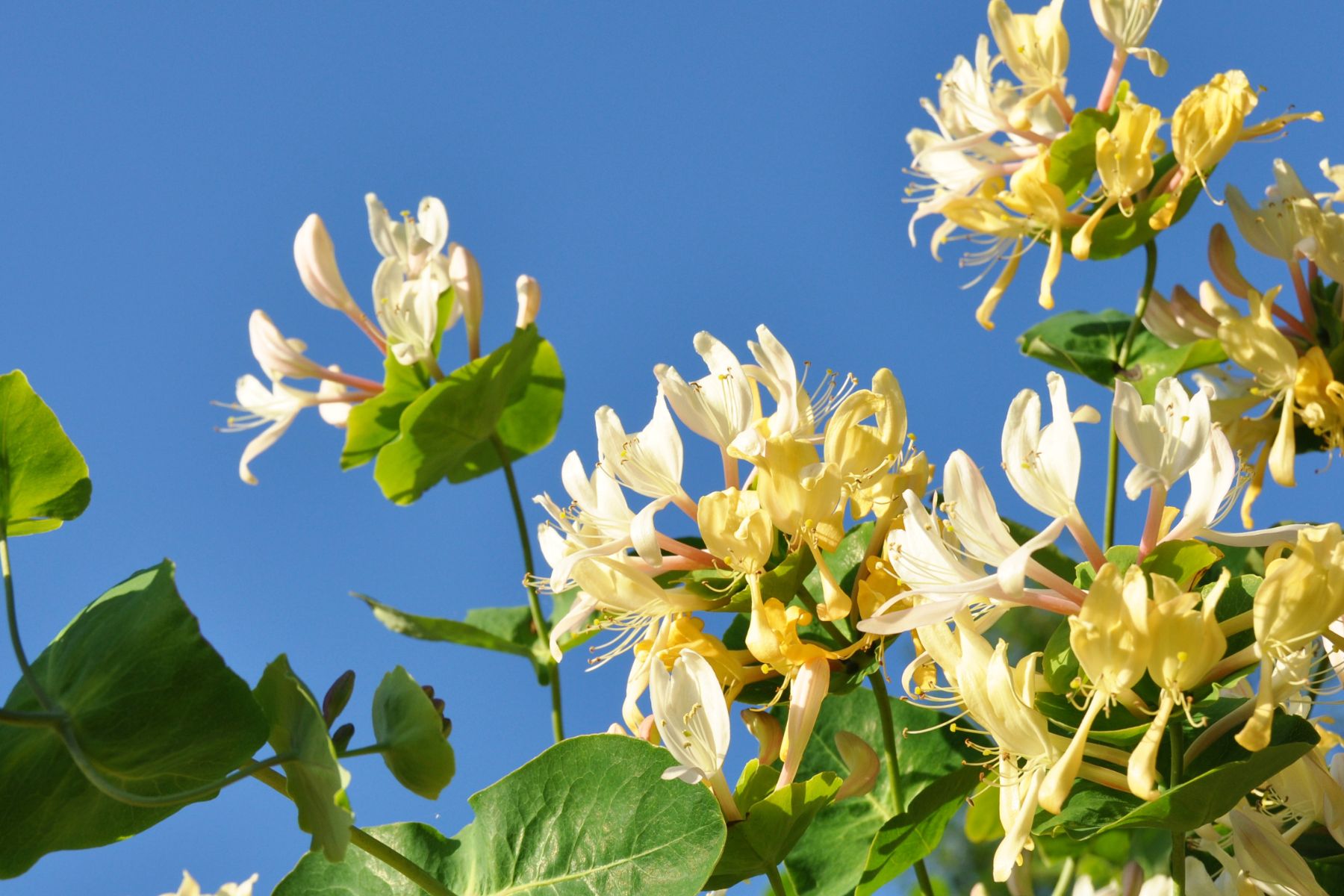 La planta trepadora más resistente, perfumada y fácil de cuidar que podés plantar en otoño