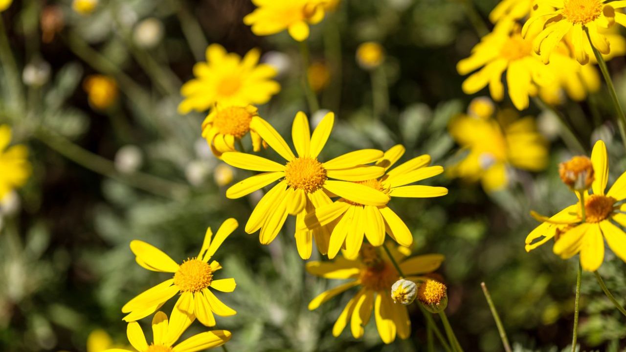 Explosión de flores amarillas: la planta que resiste el frío y llena de color tu jardín todo el año