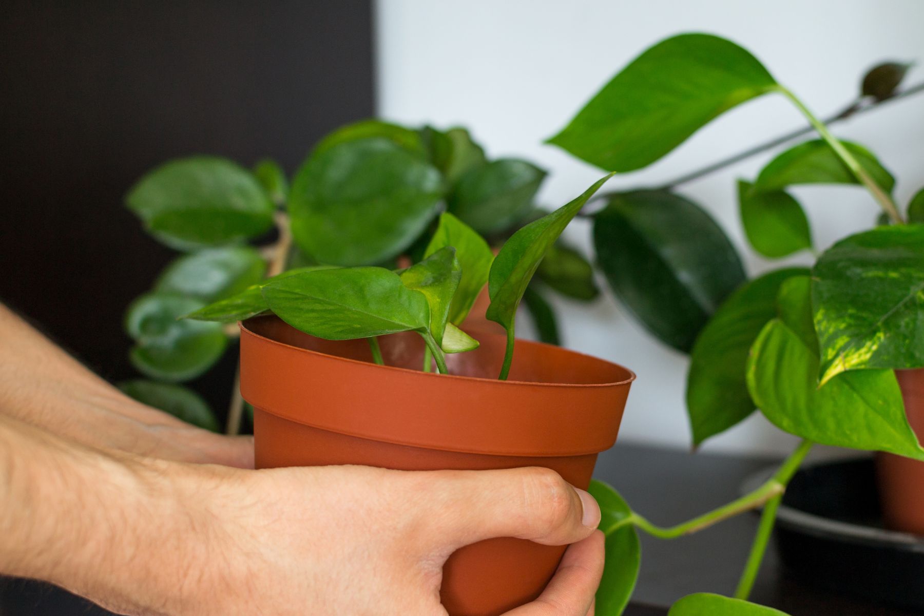 La planta de interior que atrae buenas energías y es facilísima de cuidar