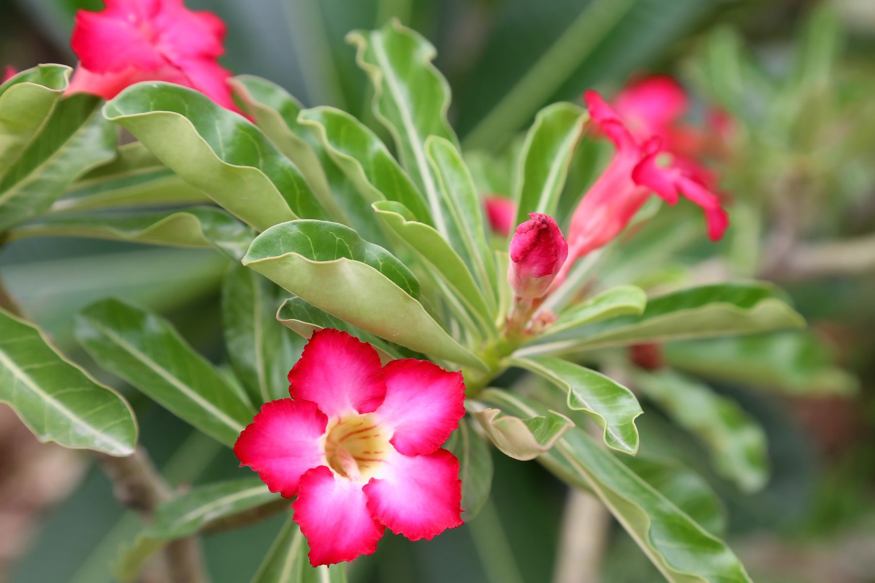La planta trepadora más resistente de todas: sus flores rosadas estallan y llenan de color tus espacios